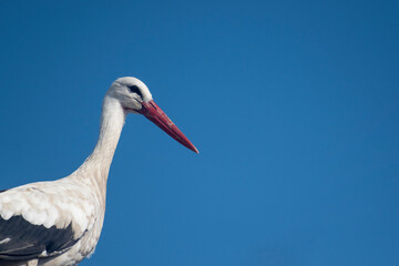 white stork in the nest