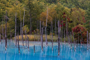 秋の青い池