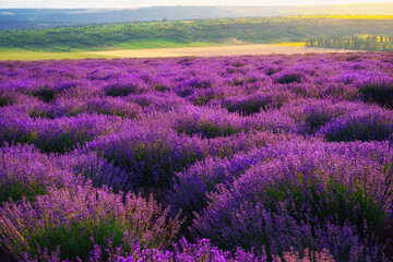 Naklejka na ściany i meble a lavender field blooms on a hill, a forest in the distance, the sunset shines yellow in the sky, a beautiful summer landscape