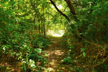 hiking trail in the wild forest, beautiful summer landscape, bright sunlight through the trees