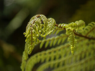 Soft green fern frond closeup