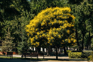 A picture of a green blossomed tree. Photo taken in a park in summer.
