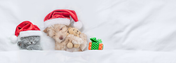 Cute kitten and Goldust Yorkshire terrier puppy  wearing santa hats lying together under a white...