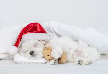 Cute Lapdog puppy wearing red santa hat sleeps and hugs toy bear under white blanket at home. Top down view