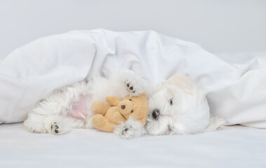 White Lapdog puppy sleeps under white blanket on a bed at home and hugs favorite toy bear