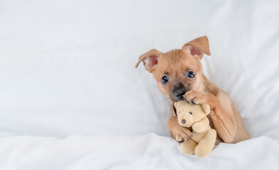 Playful Toy terrier puppy holds toy bear under white blanket on a bed at home. Top down view. Empty...