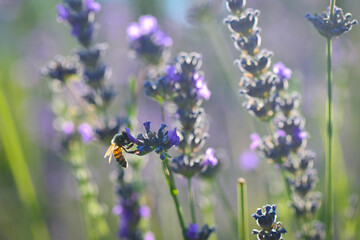 Lavender garden and bee