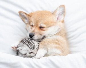 Cute Pembroke Welsh corgi puppy hugs tiny tabby fold kitten under white warm blanket on a bed at home. Top down view