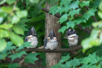 ヤマセミの子供