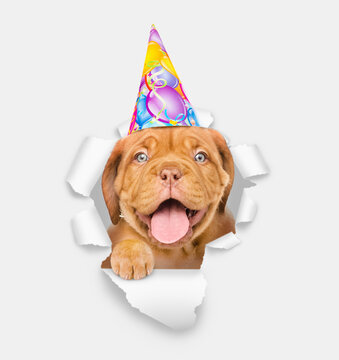 Happy Mastiff puppy wearing party cap looking through a hole in white paper