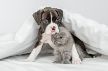 Cute German boxer puppy hugs  tiny kitten under warm white blanket on a bed at home