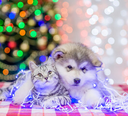 Fototapeta na wymiar Friendly Alaskan malamute puppy hugs the cat in a garland on a background of the Christmas tree