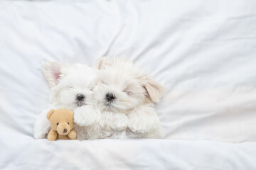 Two cute white Lapdog puppies sleep with toy bear under warm blanket on a bed at home. Top down view. Empty space for text