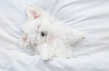 Cute white Lapdog puppy sleeps under warm blanket on a bed at home. Top down view