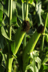 Two corn heads on a corn field