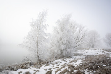 Trees covered by hoar frost at Kellands Pond, Twizel, South Island.