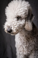 Bedlington Terrier 