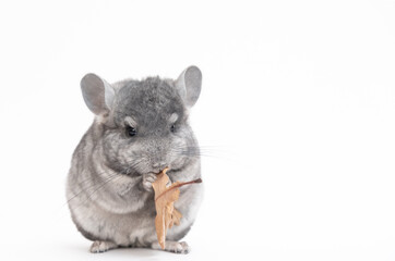 light grey baby chinchilla, chinchilla eating, chinchilla on white background, chinchilla food