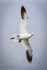Gannet in Flight at Bempton Cliffs