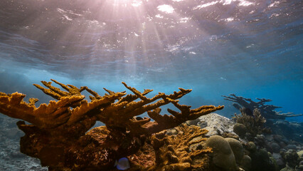 Seascape with various fish, Elkhorn Coral, and sponge in the coral reef of the Caribbean Sea,...