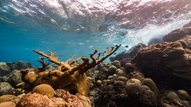 Seascape with various fish, Elkhorn Coral, and sponge in the coral reef of the Caribbean Sea, Curacao