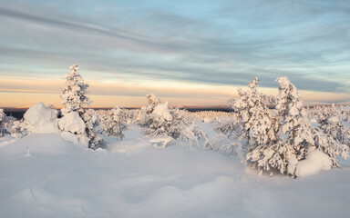 Panoramic view of winter mountains at sunrise. Winter polar forest. Beautiful landscape of a snow slope with fancy trees at dawn. Sunrise over a snow-covered hill. Dramatic cloudy over sky.