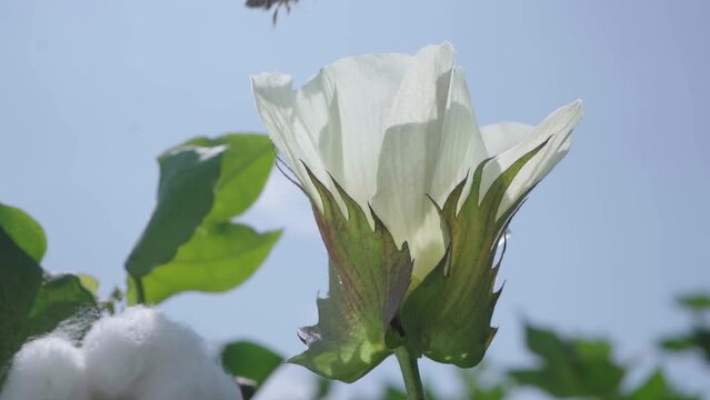 cotton flower being pollinated by a bee