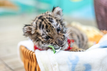 Baby Siberian tiger born in the year of the tiger 2022