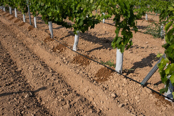 Drip irrigation close-up on a field with young grapes.
