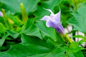 Obraz premium Dope ordinary or dope smelly blooms