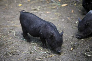 A young Vietnamese pig are walking around the farm..