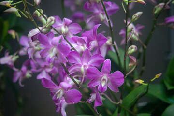 Fototapeta na wymiar Purple orchids in the garden are the most precious flowers in nature that mankind has had during planting time