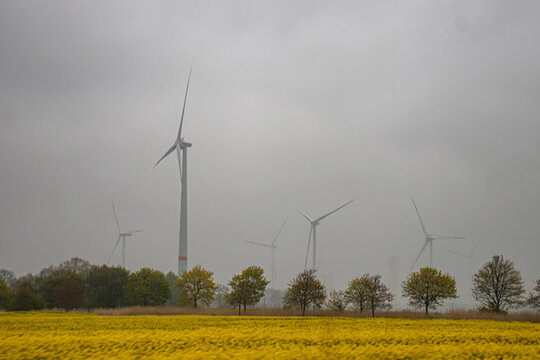 windmills and rapeseed