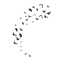 Flying birds. Decoration element from scattered silhouettes.