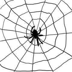 Spider on a web in a white background. Square image.