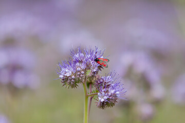 Widderchen auf Rainfarn-Phazelie (Phacelia tanacetifolia)