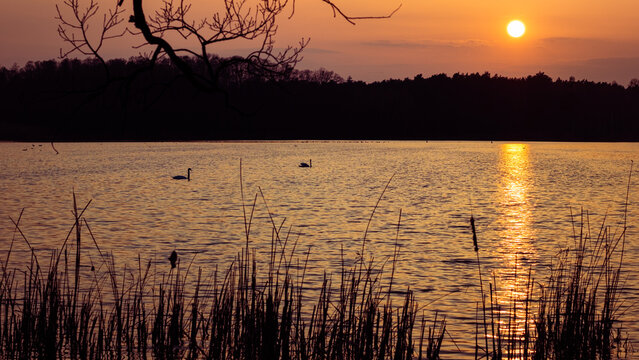 Swans on the lake