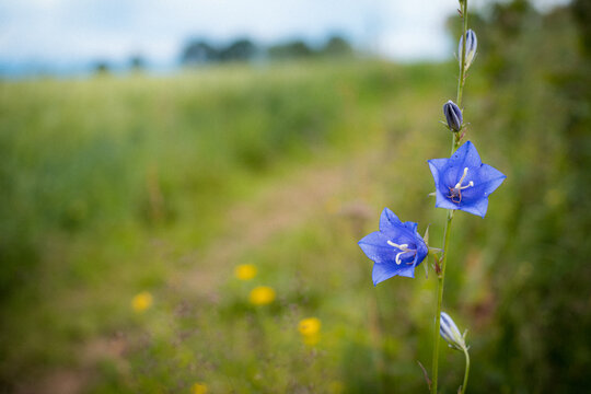 Blue flower of Campanula persicifolia. Image from the pilgrim route to Nidaros, on the parcel between Hoff Medieval Church and Kapp Chapel at Toten, Oppland, Norway.