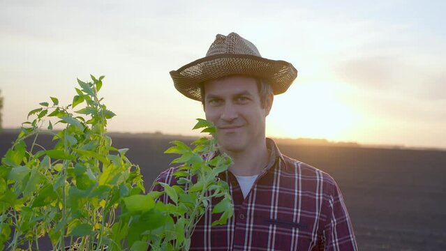 Farmer man with hat planting and growing tomatoes looking at camera. Hand holding tomato seedlings in growing sunset field land, Worker in agricultural farm, Farming sowing, farmland ground concept