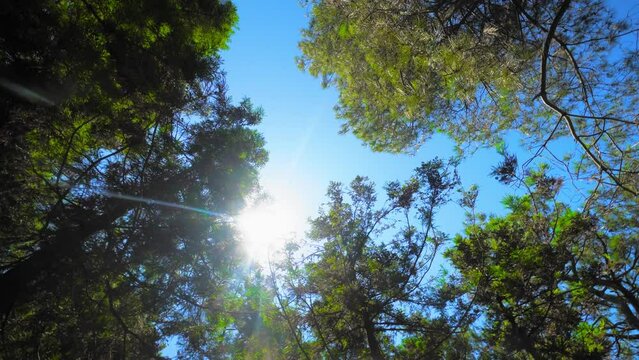View descends upwards on crowns of trees on sunny clear day. Sun's rays shine and pass through foliage and branches of tree against background of blue sky. camera rotates in circle. Wind moves foliage
