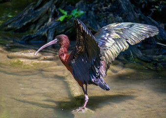 Glossy ibis wading through the water