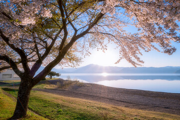 Fototapeta na wymiar 湖畔に咲く桜