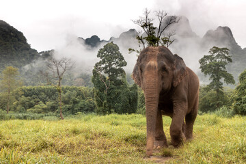 Elephant at Elephant Hills in Thailand