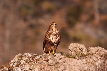 Busardo ratonero, buteo buteo