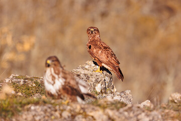 Busardo ratonero, buteo buteo