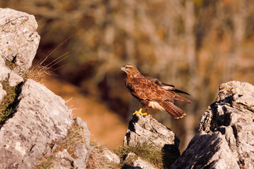 Busardo ratonero, buteo buteo