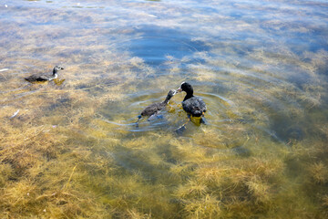 Duck feeds her ducklings on the lake. Algae in lake water