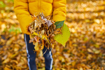 Happy adorable child girl laughing and playing yellow fallen leaves
