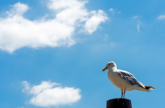 Close-up with seagull sitting against unfocused sky on sunny day