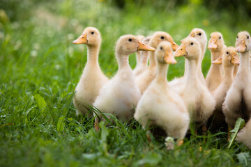 Small ducklings outdoor in on green grass